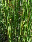 Equisetum hyemale robustum.jpg