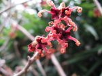 Hamamelis-110117-2.jpg