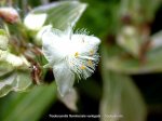 Tradescantia fluminensis varieg r.jpg