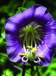 Cobaea scandens Kopier.jpg