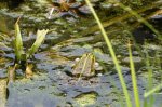 IMG_4648 Frosch mit Schallblasen.JPG