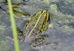 IMG_4651 Frosch 1 gross.JPG