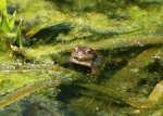 IMG_4641 Froschmädel von vorn 2.JPG