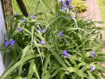 terrasse und blüten 014.jpg