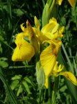 Iris pseudacorus 3rr.jpg