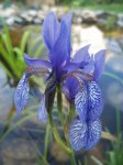 Iris im Wasser.jpg