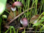 Arisarum proboscoideum Kopie.jpg