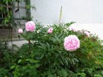 Pfingstrose rosa.jpg