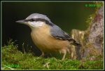 Kleiber (Sitta europaea) IMG_0020d_prot.jpg