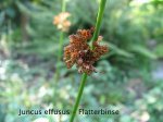 Juncus effusus rrn,.jpg