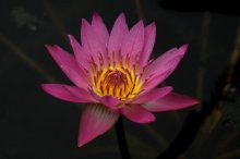 Nymphaea Ruby 7-6-11-01.jpg