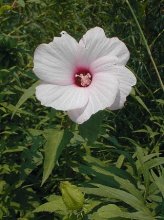 Hibiscus laevis.jpg