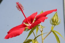 Hibiscus coccineus 16-07-09-01.jpg