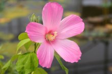 Hibiscus palustris 07-07-18-01.jpg