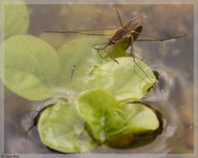 Wasserläufer.jpg