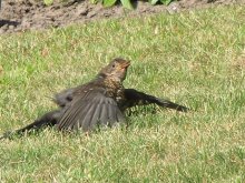 Vögel in Freren Juli 2011 009.jpg