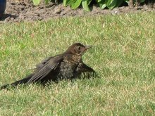 Vögel in Freren Juli 2011 011.jpg