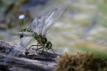 IQ3M2547_2011-08-16_Blaugruene-Mosaikjungfer_Garten_Biotop_QF.JPG