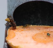 ,Hornisse,Wespe,Fliege essen gemeinsam Melone.jpg