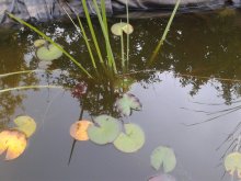 Teich 2011-09-03 17.25.04.jpg