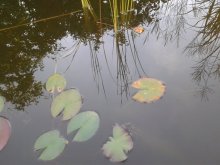 Teich 2011-09-03 17.25.08.jpg