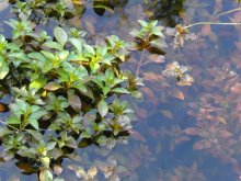 Rubin rote Ludwigie Ludwigia repens Rubin 4.jpg