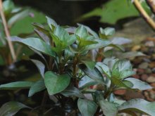 Rubin rote Ludwigie Ludwigia repens Rubin 5.jpg