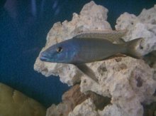 Champsochromis caeruleus.jpg