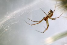 IMG_4245_2011-08-27_Spinne_verkleinert.jpg