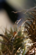 IMG_4376_2011-08-28_Spinne_HF.JPG