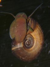 Planorbarius corneus am.jpg