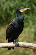 Phalacrocorax_carbo_Vic.jpg