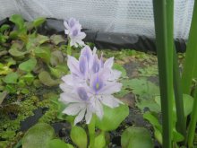 Eichhornia crassipes01.jpg