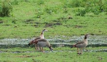 3 Nilgänse2_mini.jpg