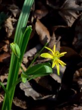 Wald-Goldstern.jpg