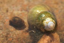 adulte und juvenile Sumpfdeckelschnecke_smaller.jpg