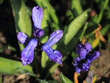 Allium Caeruleum_smaller.jpg