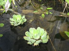 PISTIA_STRATIOTES_01.jpg