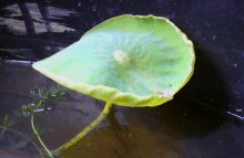 Nelumbo Rhin Nichtschwimmschwimmblatt.jpg