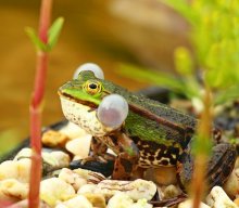 Teichfrosch2_smaller.jpg