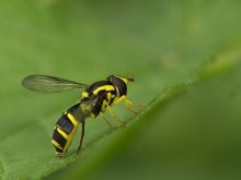 Späte Gelbrand-Schwebfliege.jpg