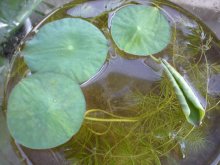 Nelumbo Sämling Ria1 190512.jpg