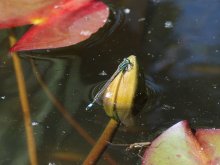 IMG_1900_Ischnura elegans Große Pechlibelle.jpg