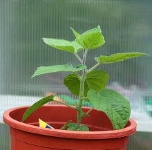 Physalis 25 cm hoch_smaller.jpg