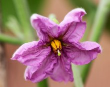 Aubergine Ophelia_smaller.jpg