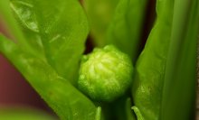 grüne Paprika 4_5mm groß_smaller.jpg