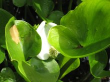 Calla palustris02.jpg