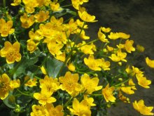 Caltha palustris03.jpg