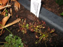 Drosera intermedia.jpg