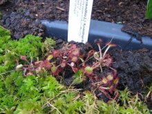 Drosera rotundifolia.jpg